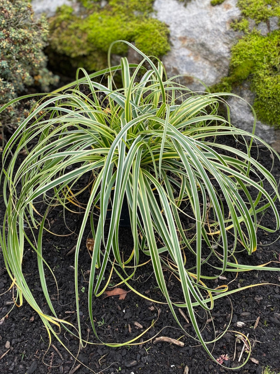 Carex Sedge 'Feather Falls'